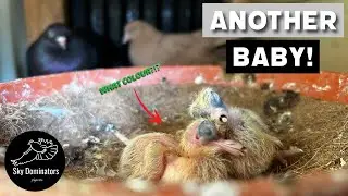 Вылупился девятый птенец голубя!!