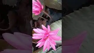 Red olu flowersR රතු ඕලු මල් 😁😁😃💐