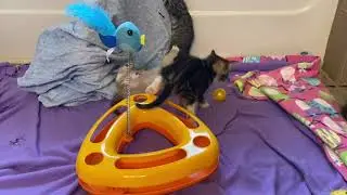 Playtime for the furry fosters