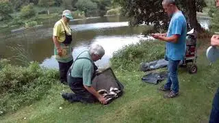 55lbs of silvers