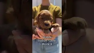 Sydney week 5