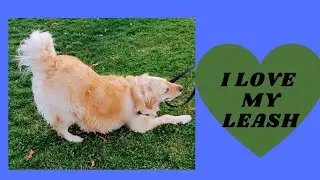 DOG'S FUNNY LEASH OBSESSION