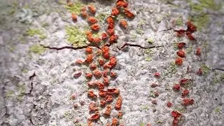 Nectria Canker of Hardwoods