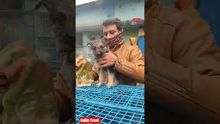 Pet Market Kolkata 😍/lowest price puppy dog/Gallif Street dogs #shorts #viral #dog #dogs #doglover