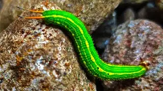Common palmfly caterpillar