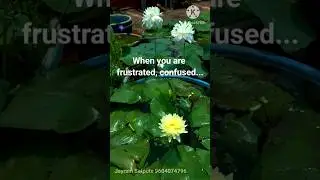 When you Remove algae from lotus waterlily pond.  Nature teaches us how to live life? #garden #lotus