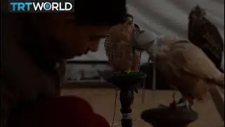 Egypt Falconry: Bird handlers celebrate their ancient art