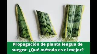🌱Como Reproducir Planta Suculenta Lengua de Suegra Paso a Paso🌱Sansevieria 🌱 Espada de San Jorge