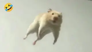 3 minutes Of Funniest Animals in the World Ever 🤣