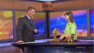 In Home Pet Services on New 12's Animal Island