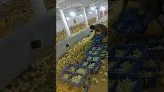 poultry farm business plan #poultryfarm  #murgifarm  #murgikebache #murgi_palan