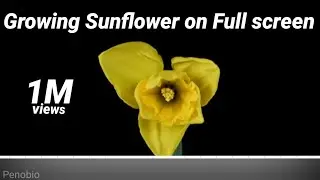  Blooming Narcissus Time Lapse