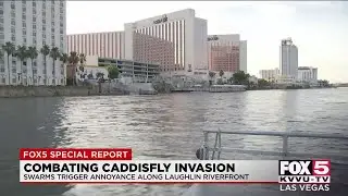 Scientists welcome caddisfly swarms along Colorado River in Laughlin