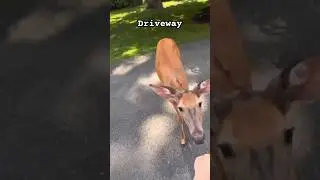 Deer Encounters #deer #animalshorts #wildanimals