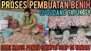 PROSES PEMBUATAN BENIH BAWANG MERAH DI GUDANG TAJUK GY BERSAMA GUSMAN BOJONEGORO