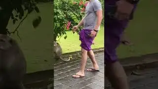 Monkey steals iPhone in Bali