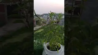 chili plant |  mirchi plant | growing chili plant | YouTube shorts | gardening #pgvlogsmix