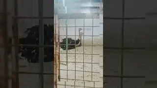 Ostrich voice 😍 #baby #kids