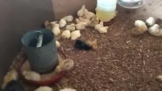 Raising chicks for egg production. 🐤