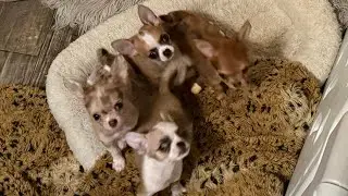 GREAT tips to avoid online scams when buying a puppy. Avoid puppymills and scammers that steal money