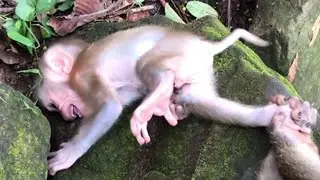 Poor baby monkey Lynx so sad because of angry mom rejected milk