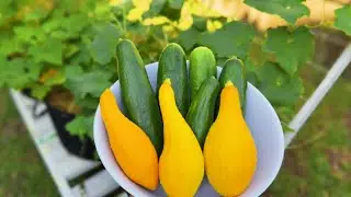 Garden Harvest & Cucumber Kimchee Recipe