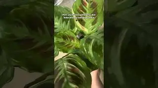 How to prevent transplant shock in plants #plants #plantcare #repotting #shorts  #prayerplant