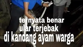 Ular Nyang meresahkan warga terjebak di kandang ayang berhasil di amankan