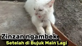 Zinzan Si Kucing Ngambek Lucu Akhirnya Mau Main Lagi Setelah Dibujuk Manja. #fau-chan #kucingzinzan