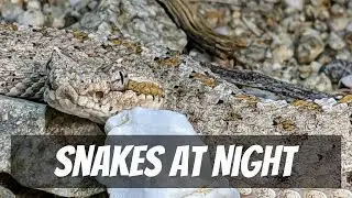 Finding Snakes at Night in SoCal!  | Field Herping California