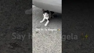 Are Cats really scared of humans ? #shorts