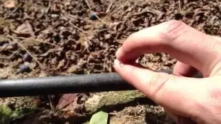 Coenosia, la mosca tigre