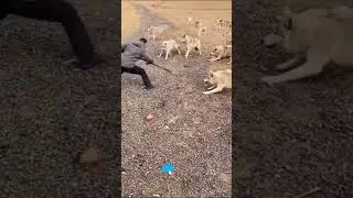 Wolf PACK Attack ON a MAN