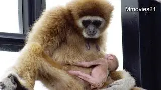 Lar Gibbon Baby~シロテテナガザルの赤ちゃん(旭山動物園)