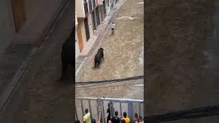 NO ROOM TO ESCAPE! Perfect Street Bull Recorte #short