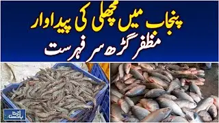 Muzaffargarh Leads Punjab in Fish Production - Aaj Pakistan News