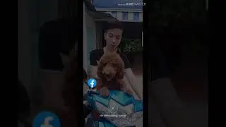 Demo wed buff sub min 100 max 20k sub việt-thật