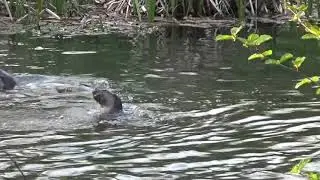 Otters in the River Anton