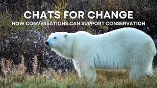 Chats for Change - How Conversations Can Support Conservation | Tundra Connections