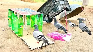 3Traps Pigeon Traps | Pigeon Trap Making | Triple Bird Traps |@MsBirdTraps |