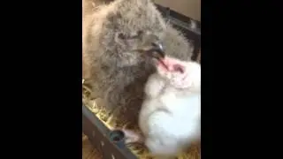 23 day old barn owl with our 22 day old european eagle owl