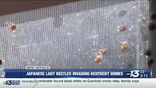 Japanese lady beetles invade homes as temperatures drop