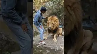 me and my lion masti 🥰#shorts #subscribe#memes #audio #lion #comedy #slowed #enjoy #play #subscribe