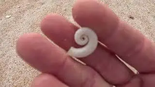 Сбор морских ракушек и морского стекла на пляже во Флориде.