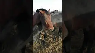 Horse Stallion 146 Erection
