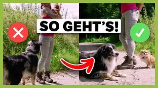 Alternativverhalten richtig aufbauen: So kannst du mit unerw&uuml;nschtem Verhalten umgehen