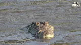 Incredible Feeding Behaviour Of The Nile Crocodile (Presented By Righteous Reptiles)