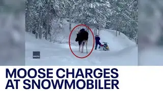 Moose charges man on snowmobile in Idaho