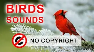 Bird Sounds Positive Vibe no copyright music for videos - Background music no copyright