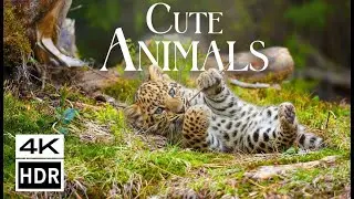 4K Cute Animals ~Relaxing Music That Heals Stress, Anxiety and Depressive Conditions, Gentle Music